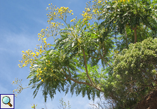 Baum-Gänsedistel (Sonchus congestus)