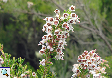 Baumheide (Tree Heather, Erica arborea)