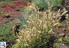 Behaarter Vierbart (Tetrapogon villosus)