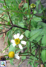 Behaarter Zweizahn (Spanish Needle, Bidens pilosa)