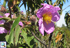 Beinwellblättrige Zistrose (Amargante, Cistus symphytifolius)