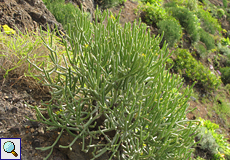 Blattlose Wolfsmilch (Leafless Spurge, Euphorbia aphylla)