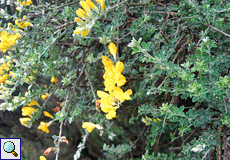 Blaugrüner Hornklee (Lotus glaucus)