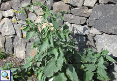 Blaugrüner Tabak (Tree Tobacco, Nicotiana glauca)