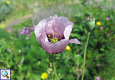 Borstiger Schlafmohn (Poppy of Troy, Papaver setigerum)