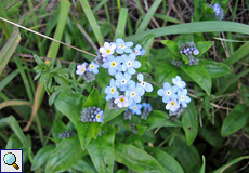 Breitblättriges Vergissmeinnicht (Broadleaf Forget-me-not, Myosotis latifolia)