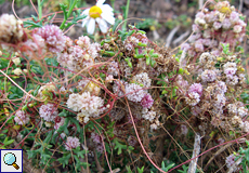 Cuscuta planiflora