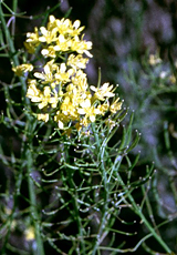 Descurainia bourgaeana