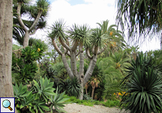 Kanarischer Drachenbaum (Dragon Tree, Dracaena draco)