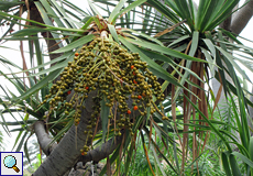 Kanarischer Drachenbaum (Dragon Tree, Dracaena draco)