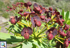 Dunkelpurpurrote Wolfsmilch (Purple Flowered Spurge, Euphorbia atropurpurea)