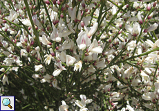 Echte Retama (White Weeping Broom, Retama rhodorhizoides)