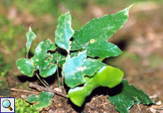 Efeufarn (Asplenium hemionitis)