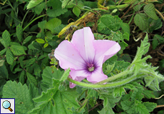 Eibischblättrige Winde (Mallow-leaved Bindweed, Convolvulus althaeoides)