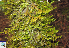 Englischer Hautfarn (Tunbridge Filmy Fern, Hymenophyllum tunbrigense)