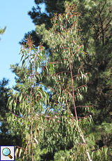 Eukalyptus oder Fieberbaum (Eucalyptus, Eucalyptus sp.)