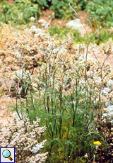 Fenchel (Fennel, Foeniculum vulgare)