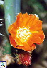 Filziger Feigenkaktus (Velvet Tree Pear, Opuntia tomentosa)