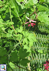 Scharlachroter Erdrauch (Fumaria coccinea)