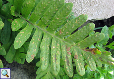 Gewöhnlicher Tüpfelfarn (Common Polypody, Polypodium vulgare)