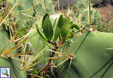 Glatte Baumschlinge (Silkvine, Periploca laevigata)