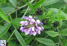 Harzklee (Pitch Trefoil, Bituminaria bituminosa)