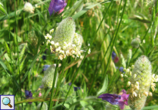 Hasenfuß-Wegerich (Hare's Foot Plantain, Plantago lagopus)