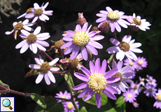 Igelhüllkelch-Cinerarie (Pericallis echinata)