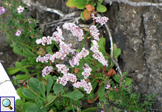 Kammförmiger Strandflieder (Comb Sea-Lavender, Limonium pectinatum)
