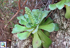 Kanaren-Aeonium (Aeonium canariensis)