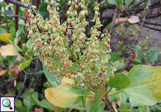Kanaren-Ampfer (Rumex lunaria)