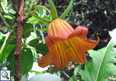 Kanaren-Glockenblume (Canary Bellflower, Canarina canariensis)
