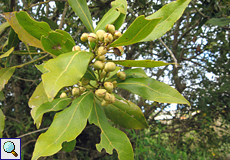 Kanaren-Lorbeer (Laurus azorica)
