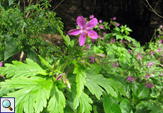 Kanaren-Storchschnabel (Giant Geranium, Geranium reuteri)