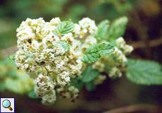 Kanaren-Strauchminze (Canary Island Smoke Bush, Bystropogon canariensis)