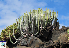 Kanaren-Wolfsmilch (Canary Island Spurge, Euphorbia canariensis)