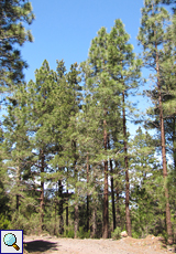 Kanarische Kiefer (Canary Island Pine, Pinus canariensis)