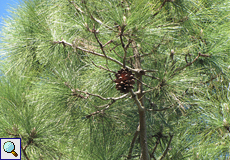 Kanarische Kiefer (Canary Island Pine, Pinus canariensis)
