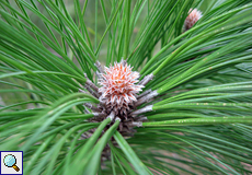 Kanarische Kiefer (Canary Island Pine, Pinus canariensis)
