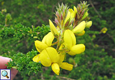 Kanarischer Drüsenginster (Canary Island Flatpod, Adenocarpus foliolosus)