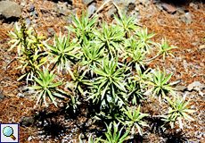 König-Juba-Wolfsmilch (Euphorbia regis-jubae) König-Juba-Wolfsmilch (Euphorbia regis-jubae)