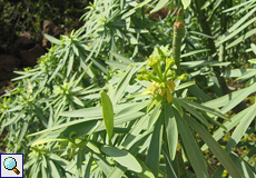 König-Juba-Wolfsmilch (Euphorbia regis-jubae) König-Juba-Wolfsmilch (Euphorbia regis-jubae)