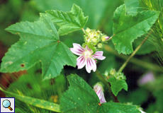 Kretische Strauchpappel (Cornish Mallow, Malva multiflora)