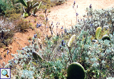 Buchs Lavendel (Lavandula buchii)