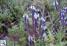 Lavandula canariensis