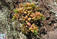 Lockerblütiges Monanthes (Monanthes, Monanthes laxiflora)
