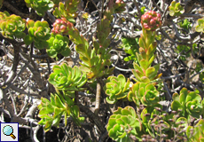 Mauerpfefferblättriges Aeonium (Dwarf Aeonium, Aeonium sedifolium)