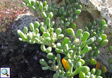 Meerestraube (Tetraena fontanesii)