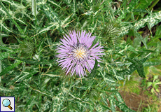 Milchfleckdistel (Milk Thistle, Galactites tomentosa)