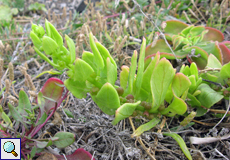 Napffrüchtige Rübe (Patellifolia patellaris)